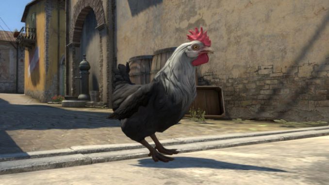 chickens csgo